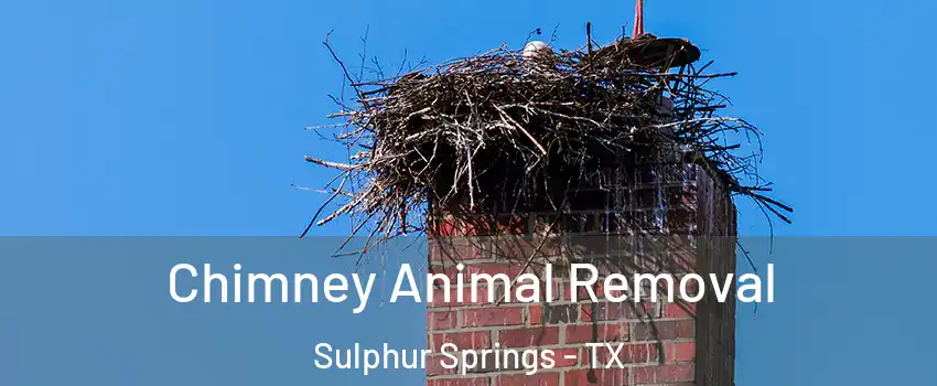  Chimney Animal Removal Sulphur Springs - TX