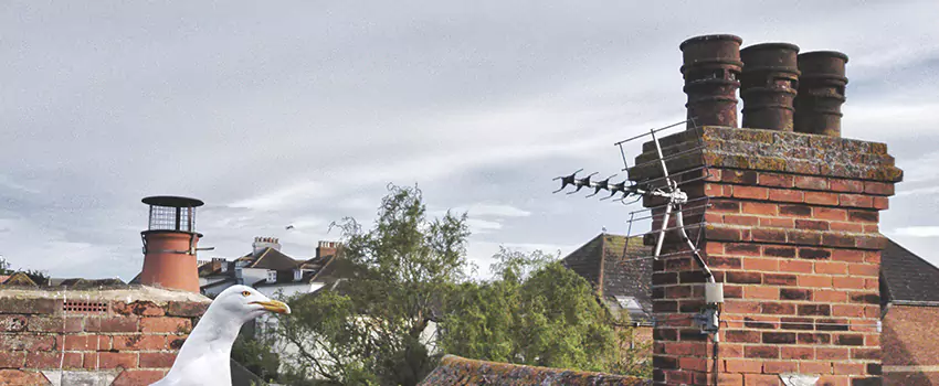 Chimney Cleaning And Restoration in Sulphur Springs, Texas